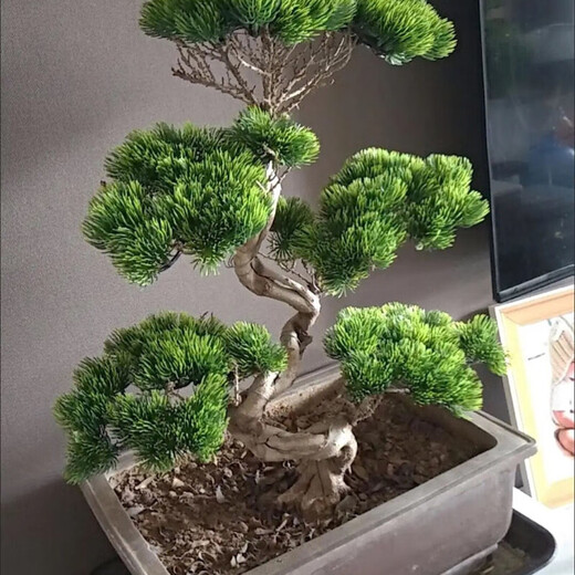 Simulated pine needles, thuja branches, fake flowers, pine trees, beauty pine plastic flower scenery, plant wall flower arrangements, 2 small beauty pine trees