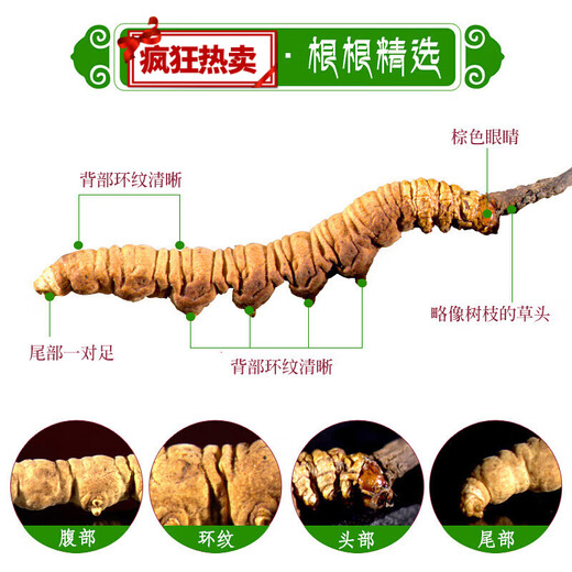 雄风道藏区雪域冬虫夏草 （规格2-3根/克）正宗虫草无断草礼盒装十根起