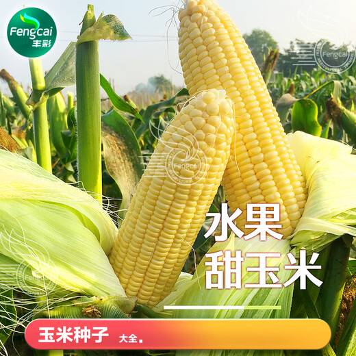 播种心情超甜糯玉米种子黑甜糯粘彩糯水果玉米种籽孑大田高产大棒易活杂交 《国审》黄甜水果玉米1包约50粒 无规格