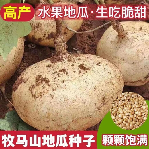 Muma Mountain Sweet Potato Seeds, White Sweet Potato Seeds, Cold Potato Seeds, Muma Mountain Sweet Potato Seeds, Selected Grains, 2 Packs, Approximately 100 capsules