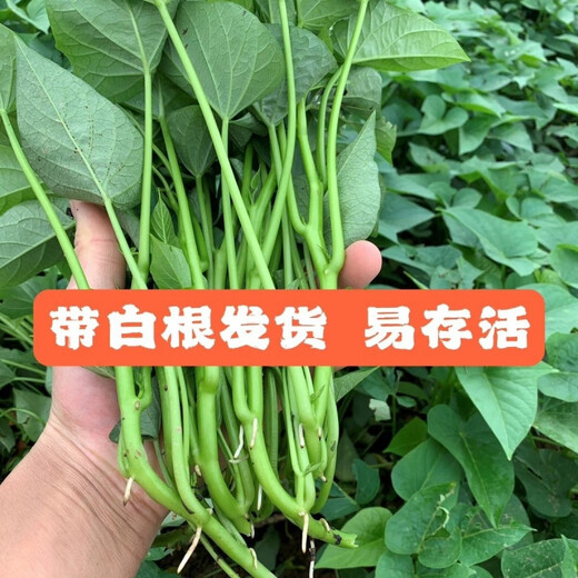 The seedlings are shipped with roots, special for leaf sweet potato seedlings, sweet potato seedlings, sweet potato leaf seedlings, Fushu No. 18, 10 selected seedlings (planted)