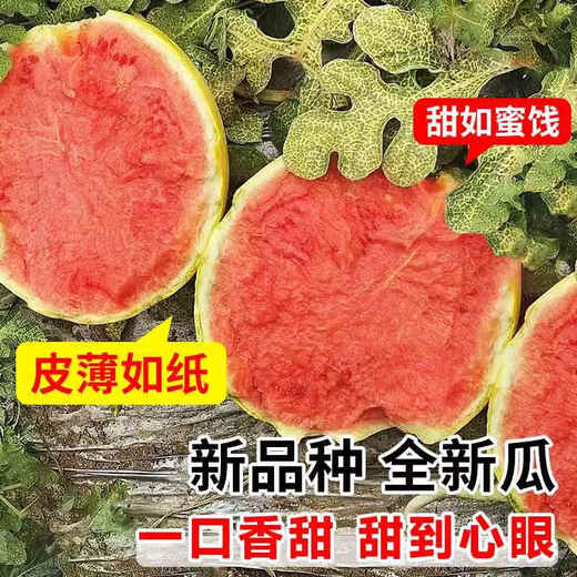 Yimizhu yellow skin watermelon seeds seedless watermelon seeds four seasons potted balcony planting Zaojia 8424 watermelon melon seeds yellow skin yellow flesh Golden Queen watermelon seeds *3 pack