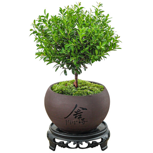Baya Small-leaf Trichosanthes bonsai ornaments, indoor green plants, flower pots, old piles, living room, office desktop, good plants to grow. Recommended model: Small-leaf Trichosanthes + Shede purple sand pot + moss pavement + base