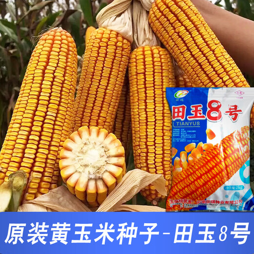 Семена кукурузы средней высоты Юньнань Тяньюй № 8, оригинальные аутентичные семена кукурузы с большой палкой и глубоким зубчиком Тяньюй № 8, семена кукурузы 4 Цзинь Цзинь, равные 0,5 кг, 1 мешок, 2 кг/мешок