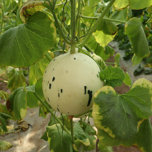 Fengming Yashi Chinese vegetable melon seeds, horn honey seeds, green-skinned melon seeds, fruit seeds, thin-skinned melon seeds, melon seeds, Jasper No. 3 melon seeds, 30 capsules