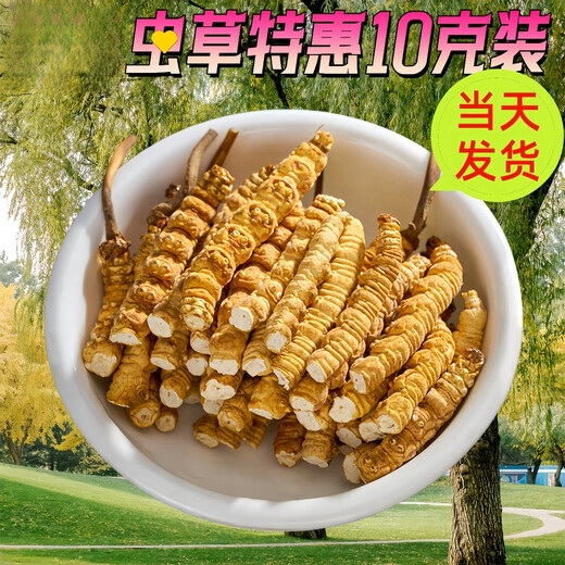 正宗雪山藏区野那l曲高海拔雪山冬虫夏草整草虫草断虫草按克按条 西藏那曲雪山虫草整肉1克