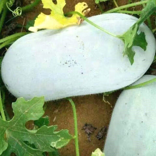 Red flowers crawling all over the ground, winter melon seeds, winter melon seeds, hairy knotted melons, small winter melons, four-season winter melon seeds, high-yielding potted vegetable seeds. New seeds this year - about 1 seed of winter melon seeds crawling all over the ground.