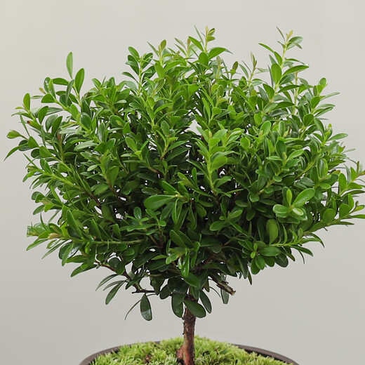 Baya Small-leaf Trichosanthes bonsai ornaments, indoor green plants, flower pots, old piles, living room, office desktop, good plants to grow. Recommended model: Small-leaf Trichosanthes + Shede purple sand pot + moss pavement + base