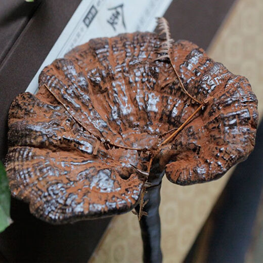 Fat Donglai's same style wild Ganoderma lucidum, pure natural purple Ganoderma lucidum, wild L-grown deep mountain natural non-bitter pruned branch with spore powder 500g whole Ganoderma lucidum 5-6 pcs