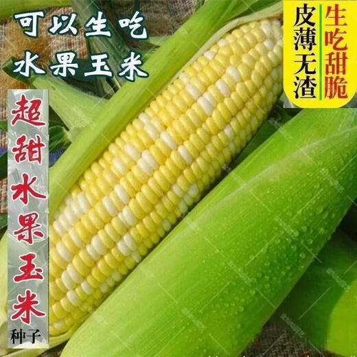 Super sweet fruit corn seeds, big sticks, early maturing, sweet and glutinous, eaten raw in the field all year round. Can be eaten raw. Super sweet fruit corn seeds, artificially selected new species. About 153 seeds (3 packs+)