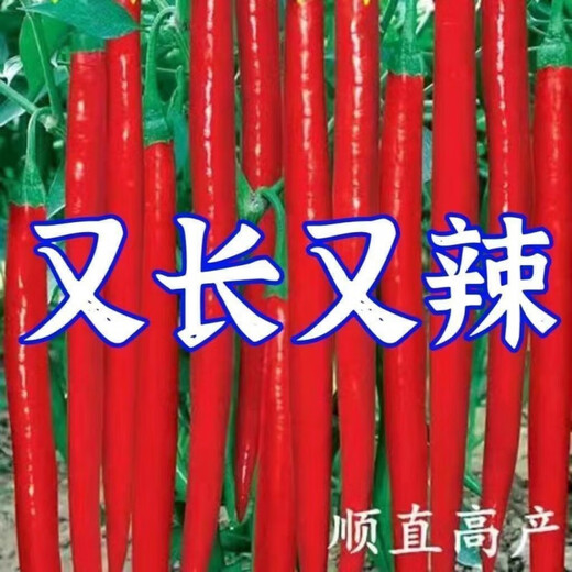 This year's new spicy long-line pepper seeds Erjingtiao 8819 line pepper seeds are planted in spring and autumn. About 200 carefully selected seeds 8819 line pepper seeds
