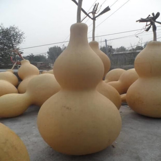 Extra large gourd seeds, giant extra large gourds, extra large gourd seeds, large gourd seeds, giant gourd seeds, extra large, do not choose soil for planting, about 30 seeds, 3 packs