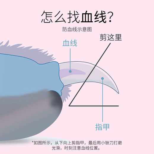 Captain Ban, suitable for novices, pet nail scissors, cat and dog grooming tools and supplies, with file, small sky blue-free file