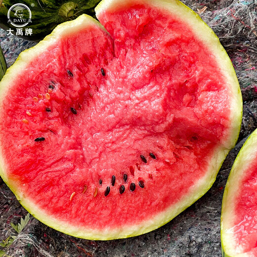 Dayu Lazy Man Watermelon Seed Seedlings Extra Large Suitable for Early Maturing Lazy Man in the South 8424 Kirin Melon Meidu Seedless Fruits and Vegetables Weiyu Meidu Watermelon Seeds 150 capsules/barrel
