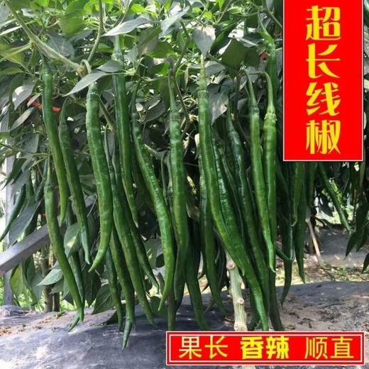 Spicy screw pepper seeds, golden screw green pepper, pig intestine pepper seeds, garden field balcony potted vegetable seeds, new species 8819 long-line pepper, about 300 capsules, 1 pack