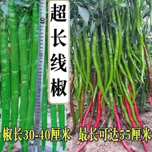 This year's new spicy long-line pepper seeds Erjingtiao 8819 line pepper seeds are planted in spring and autumn. About 200 carefully selected seeds 8819 line pepper seeds