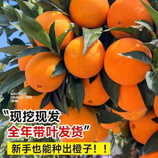 Yimi bamboo navel orange seedlings, Newhall navel orange seedlings, grafted orange saplings, fruit tree seedlings planted in the south and north, fruit trees that bear fruit in the same year, high-quality red orange river 5-year seedlings, with soil and leaves.