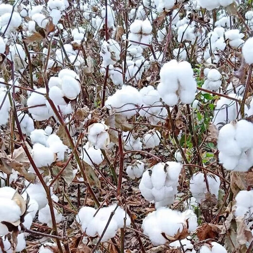 Miao Chongchong Xinjiang Cotton Seeds High Yield Lazy Man Thousand Jin Jin is equal to 0.5 kg Wang Datian Planting Xinjiang High Yield Cotton Seeds This Year's New Seeds Package Selected 100