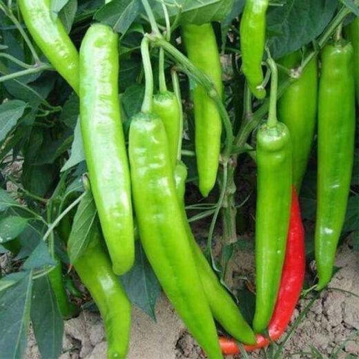 Spicy Spicy Pepper Seeds, Golden Spicy Green Peppers, Pig Intestine Chili Seeds, Potted Vegetable Seeds for Garden Fields and Balconies, Horn Peppers, Slightly Spicy, Buy 3 Get 2 Free, About 1,500 Capsules, 5 Packs