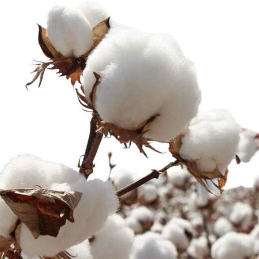 New cotton seed cottonseed kernel household potted plant lazy cotton high-yielding insect-resistant and disease-resistant field planting China Cotton Institute No. 63 seed 50g