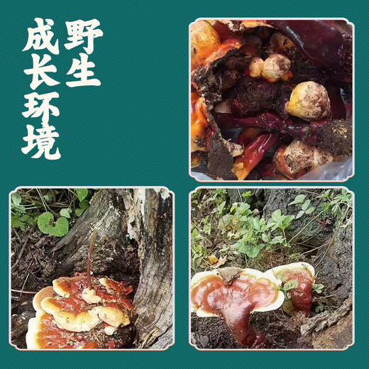 Pangdonglai calidad Ganoderma Lucidum Regalo Regalo Dry Linzhi Red Zhi Gold Edge Powder Powder Powder 500G Gangling Lucidum Regalo de regalo (500 g)