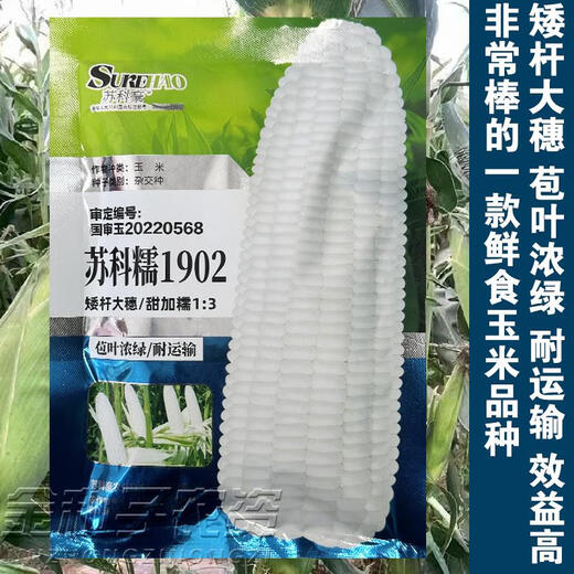 Sukenuo 1902 low-stem and large-stem waxy corn seeds, high-yielding, disease-resistant, super-sweet, fresh-food hybrid field seeds for all seasons. Sukenuo 1902 white sweet glutinous corn seed 500g (short-stem and large-stem)