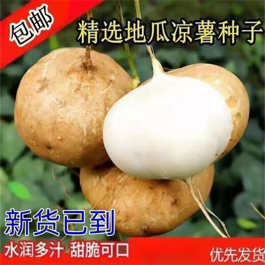 Muma Mountain Sweet Potato Seeds, White Sweet Potato Seeds, Cold Potato Seeds, Muma Mountain Sweet Potato Seeds, Selected Grains, 2 Packs, Approximately 100 capsules