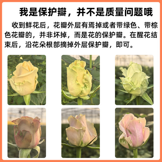 Jingdong Flowers Pink Snow Mountain Roses 10 Ruyi Base Fresh Cut Flowers Water-raised Flower Arrangement Life Bouquet Straight from the Source