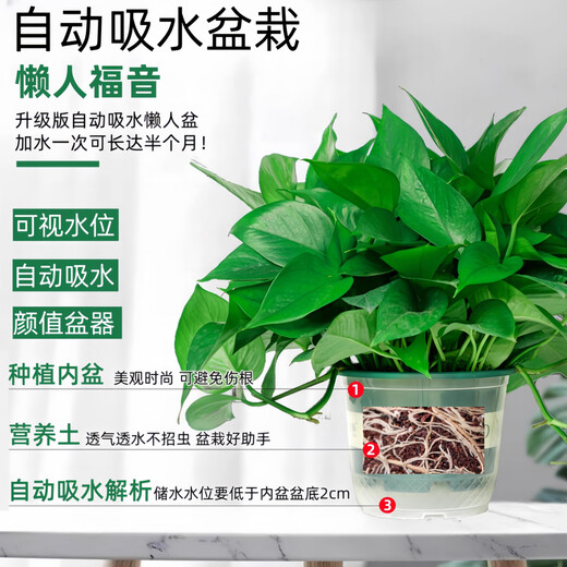 Pothos potted indoor plants for new homes, formaldehyde removal, air purification, hydroponic green plant flowers, long vines, pothos 120# original pots, automatic water absorption, 4 pots + 2 bags of fertilizer