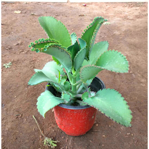 Phoenix Lace Princess, Broad-leaf Phoenix, Large leaves falling to the ground, Large-leaf Phoenix, Small-leaf Phoenix, Phoenix Brocade + Stick-leaf Phoenix, no pot included