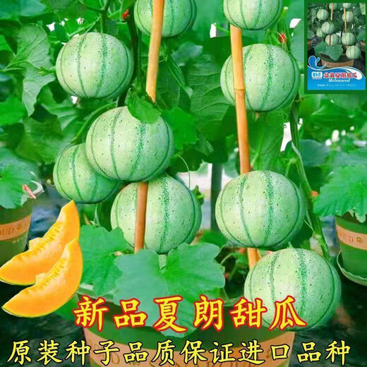 Specialty melon, French Charente mini cantaloupe, imported cold-resistant fruit potted plant, crispy and sweet Charente melon seeds, about 20 pieces, small quantity and expensive price