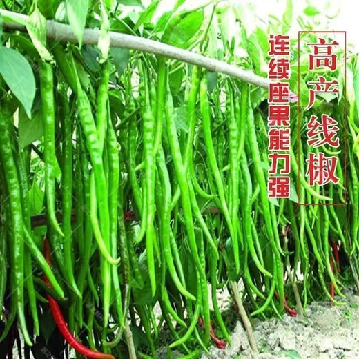 This year's new spicy long-line pepper seeds Erjingtiao 8819 line pepper seeds are planted in spring and autumn. About 200 carefully selected seeds 8819 line pepper seeds