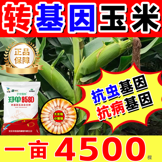 Strong Man Genetically Modified Corn Seeds Resistant to Corn Borer, Double Cobs, Low Stems, Lodging Resistant, Disease Resistant, Hard Large Cobs, Corn Seeds, Genetically Modified Super Resistant, 4300 capsules