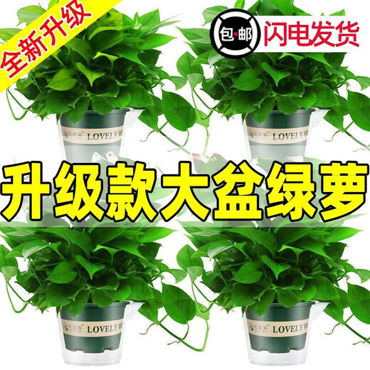 Pothos potted indoor plants for new homes, formaldehyde removal, air purification, hydroponic green plant flowers, long vines, pothos 120# original pots, automatic water absorption, 4 pots + 2 bags of fertilizer