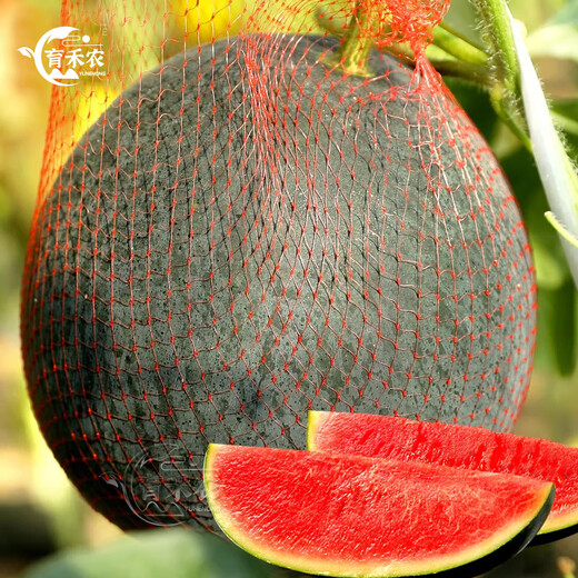 Yuhenong Black-skinned Seedless Watermelon Seeds Suitable for Southern Super Sweet Yuyi Sweet Seedless Watermelon Seeds 50g/barrel