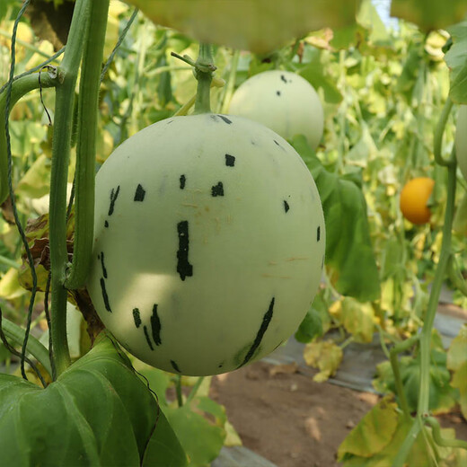 Fengming Yashi Chinese vegetable melon seeds, horn honey seeds, green-skinned melon seeds, fruit seeds, thin-skinned melon seeds, melon seeds, Jasper No. 3 melon seeds, 30 capsules