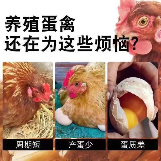 More eggs, more eggs, more eggs, more eggs, more eggs, chickens, ducks and geese lay eggs, produce eggs, encourage eggs, change egg quality, feed additives, special for egg production, 90% of users choose 3 packages, buy two and get one free