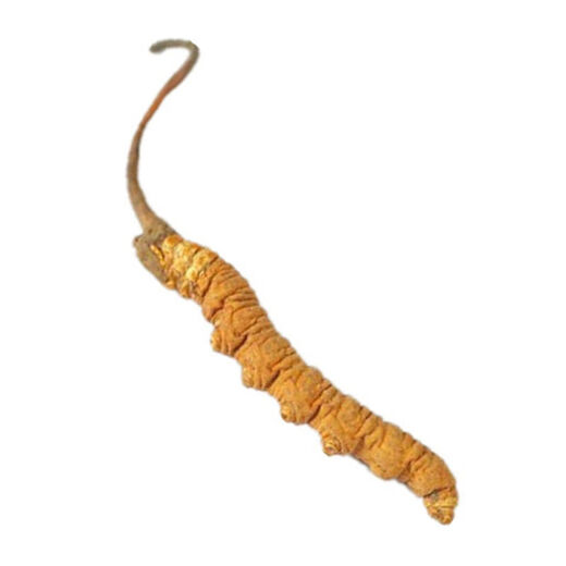 Beijing Tongrentang Raw Materials Official Store i flagship Cordyceps Cordyceps Cordyceps Head Period Authentic Cordyceps soaked in wine and whole grass dry goods to deliver gifts 2 1 gram Cordyceps King-level 1 [Vacuum packaging Lock essence][Gift 1
