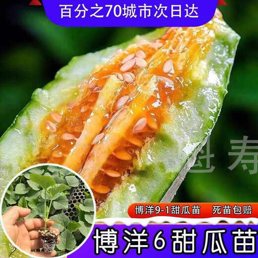 Sweet croissant honey melon seedlings Shouguang sweet crisp emerald Boyang No. 6 cantaloupe seeds four seasons spring and autumn potted plants (so sweet) Boyang 6 melon seedlings seeds 29 original packaging
