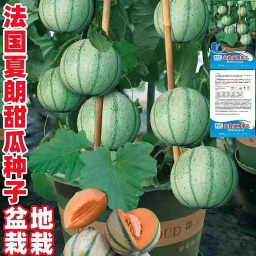 Specialty melon, French Charente mini cantaloupe, imported cold-resistant fruit potted plant, crispy and sweet Charente melon seeds, about 20 pieces, small quantity and expensive price