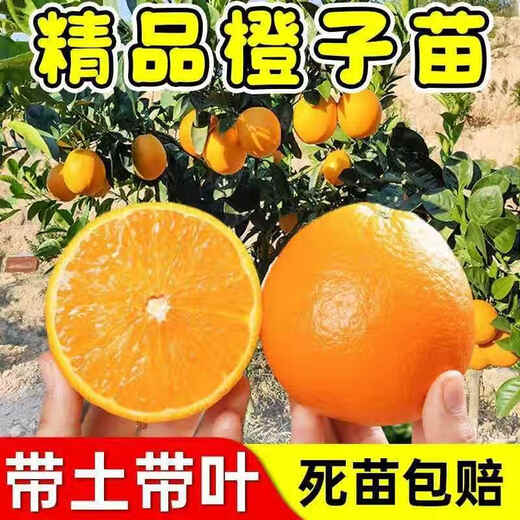 Yimi bamboo navel orange seedlings, Newhall navel orange seedlings, grafted orange saplings, fruit tree seedlings planted in the south and north, fruit trees that bear fruit in the same year, high-quality red orange river 5-year seedlings, with soil and leaves.