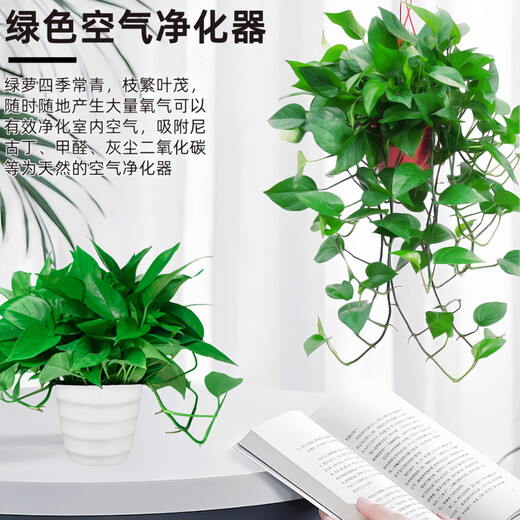 Pothos potted indoor plants for new homes, formaldehyde removal, air purification, hydroponic green plant flowers, long vines, pothos 120# original pots, automatic water absorption, 4 pots + 2 bags of fertilizer