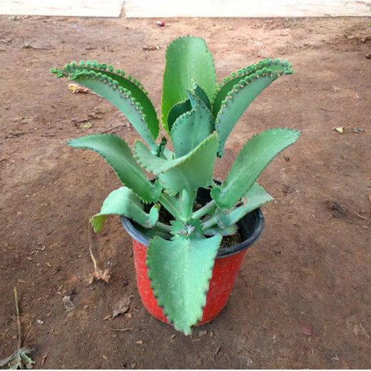 Phoenix Lace Princess, Broad-leaf Phoenix, Large leaves falling to the ground, Large-leaf Phoenix, Small-leaf Phoenix, Phoenix Brocade + Stick-leaf Phoenix, no pot included
