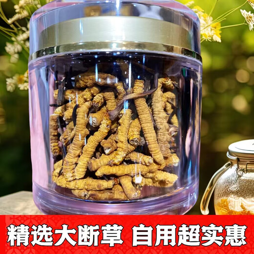 Wancao kangren cordyceps sinensis hierba rota área tibetana cordyceps césped roto productos nutricionales de mediana edad y ancianos