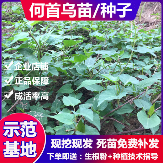 Polygonum multiflorum sapling seeds red Polygonum multiflorum bonsai potted plant easy to survive Chinese medicinal materials edible pots not included Polygonum multiflorum seedlings 50 trees