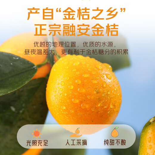 京觅广西融安 第三代脆密金桔 5斤装 单果32g+ 源头直发包邮