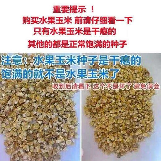 Super sweet fruit corn seeds, big sticks, early maturing, sweet and glutinous, eaten raw in the field all year round. Can be eaten raw. Super sweet fruit corn seeds, artificially selected new species. About 153 seeds (3 packs+)