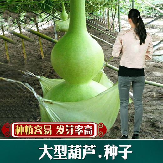 Natural Extra Large Giant Extra Large Gourd Seeds Medium and Small Wine Eight Treasure Gourd Seeds Wenwan Mini Yawaist Hand Twist Collection Giant Gourd Seeds 10 capsules 1 bag