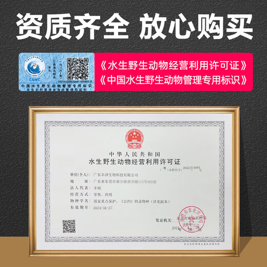陆零后 三斑海马药材【CAWC认证】大型干海马干货公母一对海龙海马泡酒 【三斑海马1对】 6克