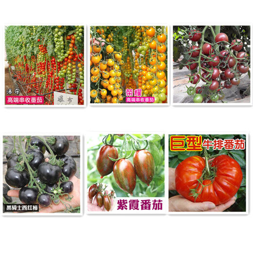 Millennium Tomato Cherry Tomato Seeds Fruits and Vegetables Spring Four Seasons Tomato Crust Potted Garden Balcony Combination Pack 2+Millennium Tomato 300 capsules Fast delivery